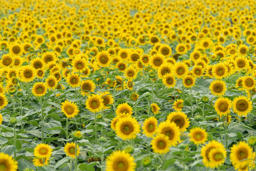 A field of sunflowers in full bloom