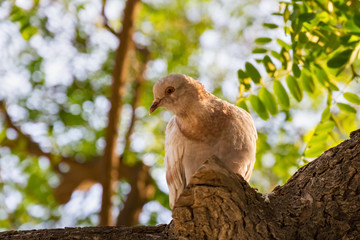 Funny dove sits on a tree surrounded by green foliage.