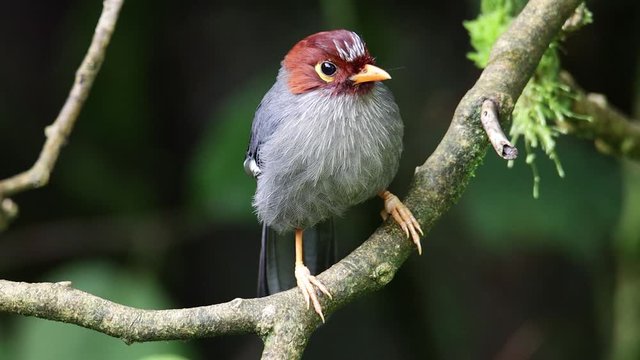 Nature wildlife bird of a Chestnut-hooded laughingthrush on perch at nature habits in Sabah, Borneo