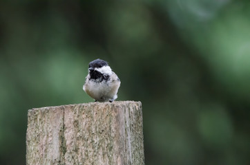 Black-capped Chickadee sitting on a post