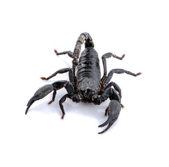 Scorpion isolated on white background