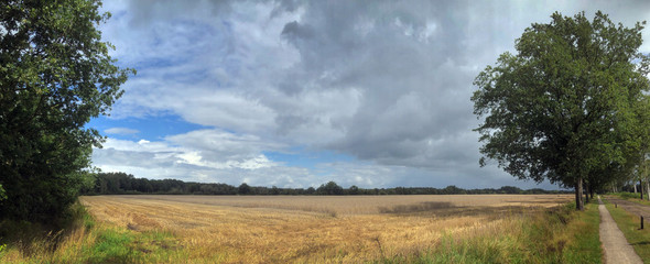 Holtingerveld Havelte. Field of grain. Corn. Treestem. Drenthe Havelte Netherlands Panorama