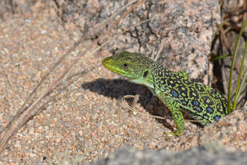 Naklejka na ściany i meble Ocellated lizard or jewelled lizard (Timon lepidus) having some sun in a summer day in the mountain.