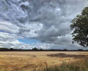 Fototapeta na wymiar Holtingerveld Havelte. Field of grain. Corn. Treestem. Drenthe Havelte Netherlands