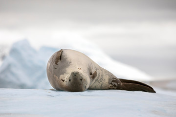 Crabeater seal observing its surroundings from an ice floe off the coast of the antarctic peninsula.