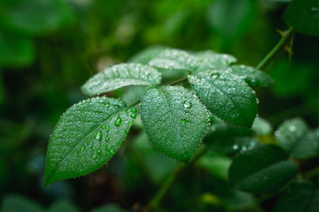 water drops on a green leaf