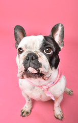 french bulldog portrait