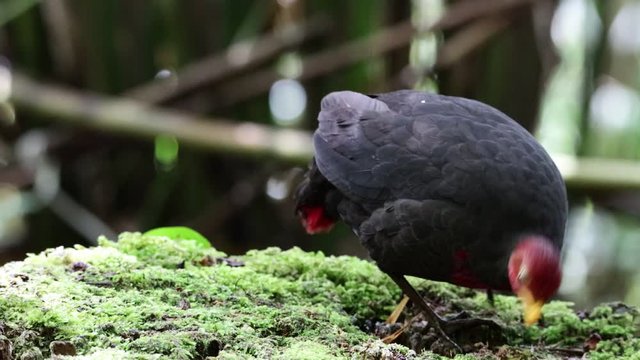 Nature wildlife footage bird of crimson-headed partridge It is endemic to the island of Borneo