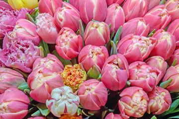 Background of beautiful flowers. Tulips.Close up.