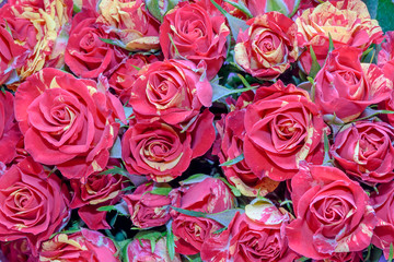 Background of beautiful flowers. Сlose up.