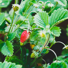 Ripe red organic wild strawberry in forest. Wild strawberries plants.