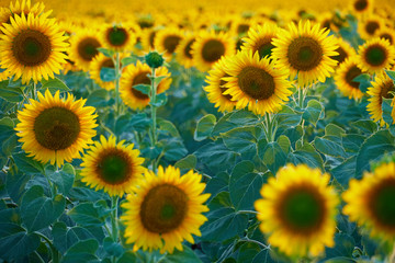 Fototapeta na wymiar bright sunflower field, a beautiful landscape on a summer day