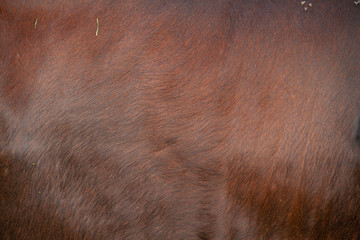 BROWN COW TXTURE 2
