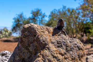 A reptile on the Las Tricias trail and seeing the dragon trees. Garafia town in the north of the island of La Palma, Canary Islands