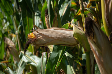 The Corn kernels are showing thru the husk in a field on a farm in Windsor NY