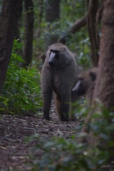 A DOMINANT ALPHA MALE BABOON