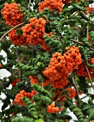 red berries of a rowan