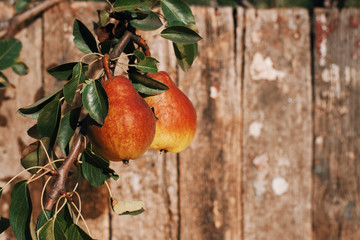 pears on wooden background
