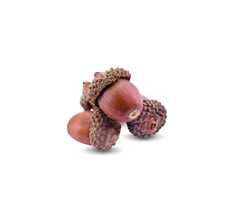 brown acorn isolated on white background.