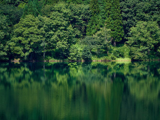 緑の木々が湖面に写り込んでいる夏の中綱湖 長野県大町市