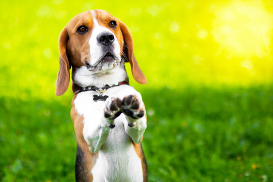 Portrait of a serious dog of the beagle breed, performs commands on the green grass. Funny hunting foxhound in the park