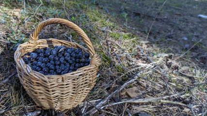 Fototapeta na wymiar photo of blueberries in a basket at the forest edge on a summer day. gifts of the forest. harvesting berries