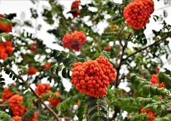 red berries on a branch