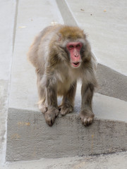 A single Japanese Macaque (Macaca fuscata)