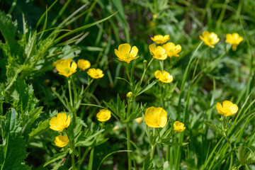 鳥海山の高山植物（ミヤマキンポウゲ）