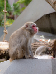 A single Japanese Macaque (Macaca fuscata)