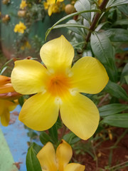 yellow allamanda flower