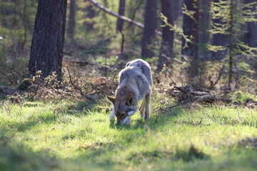 Czechoslovakian wolfdog in the forrest