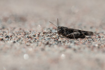 Grey grasshopper sitting on the sand at sunny day macro insect photography