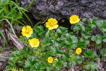 鳥海山の高山植物（ミヤマキンバイ）