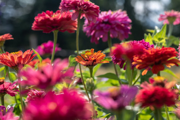Obraz premium Nice summer field flowers at sunny day nature weather