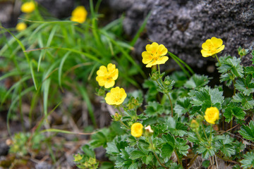 鳥海山の高山植物（ミヤマキンバイ）