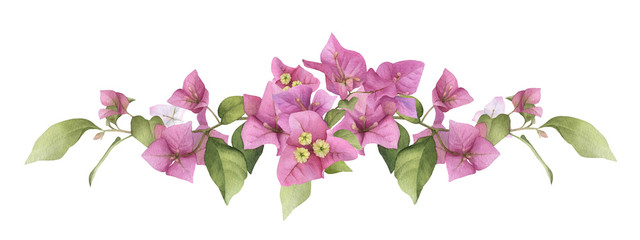 A pink bougainvillaea arrangement hand painted in watercolor isolated on a white background. Watercolor floral illustration. Watercolor bougainvillea. - obrazy, fototapety, plakaty