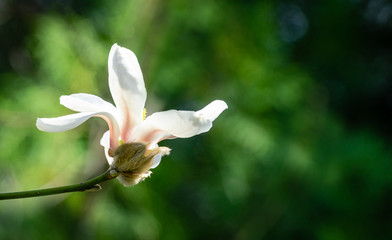 Gorgeous white magnolia flower on blurred green background. Nature concept for spring design. Place for your text.