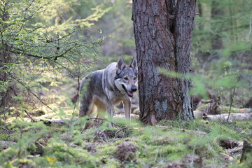 Czechoslovakian wolfdog in the forrest