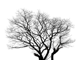 Dead tree isolated on white background with clipping path. - obrazy, fototapety, plakaty