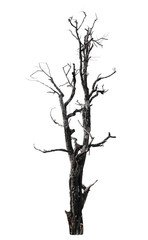 Dead tree isolated on white background with clipping path.