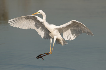 Great Egret landing