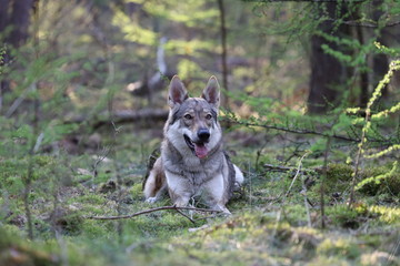 Czechoslovakian wolfdog in the forrest
