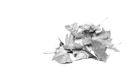 a bunch of dry maple leaves isolated on a white background with copy space, black and white photo