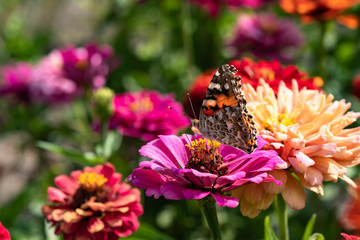 Vanessa cardui butterfly in purple flowers macro insect nature close up summer