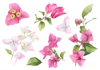 A pink bougainvillaea set hand painted in watercolor isolated on a white background. Watercolor floral illustration. Watercolor bougainvillea set. - obrazy, fototapety, plakaty