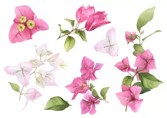 Fototapeten A pink bougainvillaea set hand painted in watercolor isolated on a white background. Watercolor floral illustration. Watercolor bougainvillea set. © Tatiana