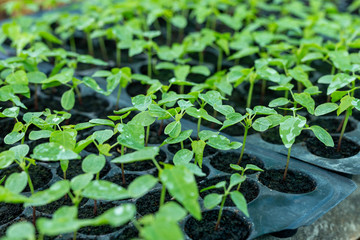 Close up, papaya seedlings on the vegetable tray, small green seedling in the greenhouse