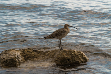 The Curlew bird is safely perched on a rock sticking out of the water near the black sea coast and is keenly looking for prey.