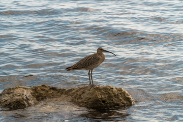 The Curlew bird is safely perched on a rock sticking out of the water near the black sea coast and is keenly looking for prey.